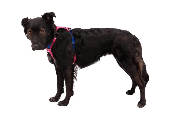 Ruffwear Hi & Light Harness Alpenglow Pink Gr. XXS Ruffwear Hi & Light Harness Alpenglow Pink Gr. XXS